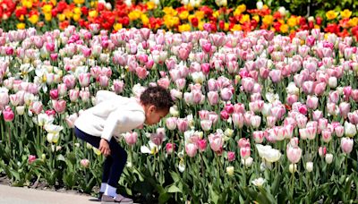 From wedding photos to events, here's what to know about Boerner Botanical Gardens