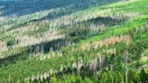 How can forests be reforested in a climate-friendly way?