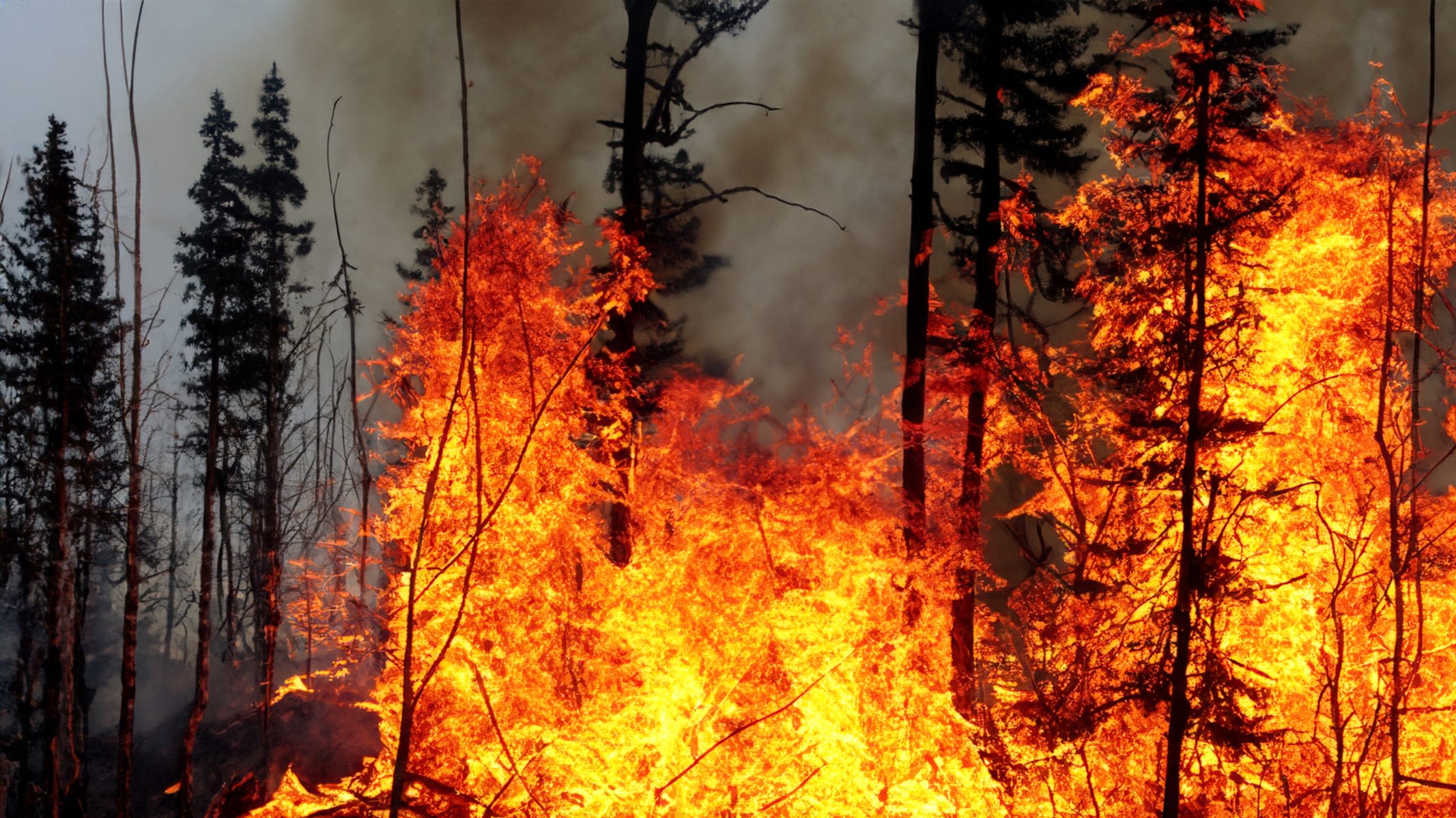 Wildfires in Arizona are getting worse due to invasive species, new study says