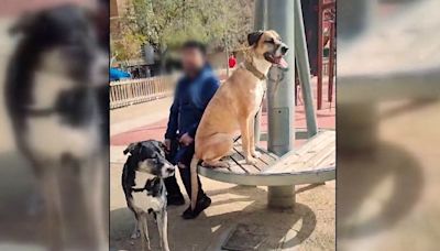 Su mascota ha sido asesinada cuando estaban de paseo por dos perros sin bozal: "Siento un vacío muy grande"