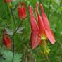 Wild Columbine