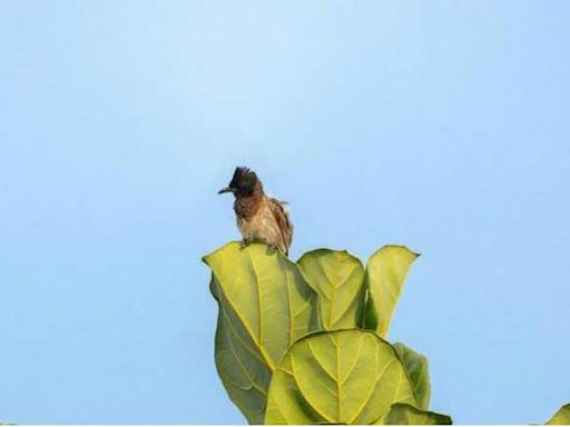 Bulbul picture clicked by actor Mammootty auctioned for Rs 3 lakh