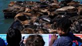 An anchovy feast draws a crush of sea lions to one of San Francisco’s piers, the most in 15 years