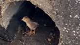 Chick rescued from storm drain and reunited with mother hen