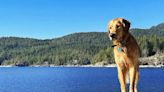Golden Retriever Is Captivated by 2 Humpback Whales — Watch! (Exclusive)