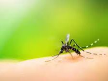 Dengue, flu cases on the rise in TN - News Today | First with the news