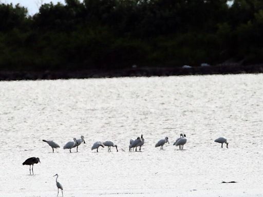 黑琵侯鳥季登場！ 15隻先鋒部隊飛抵台江國家公園