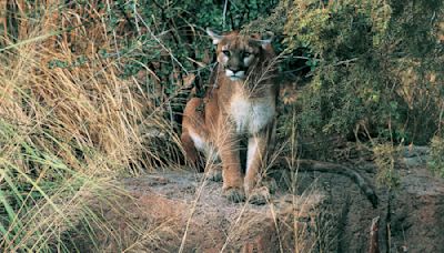 As attitudes toward wild predators shift, Colorado voters weigh a ban on hunting mountain lions