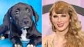 Adoptable Pets Named After Taylor Swift Following Her 'Generous' Donations to Animal Rescues