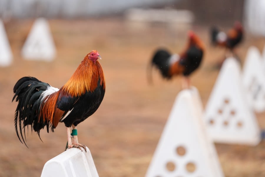 Animal activists argue over anti-cockfighting law