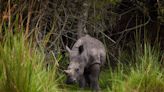 Conservationists welcome critically endangered baby rhino born in specialized sanctuary — one of fewer than 50 left in the world