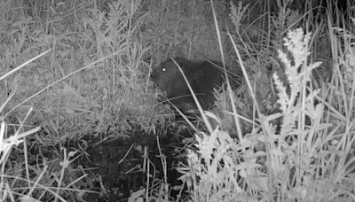 Baby beaver born in Northumberland estate for first time in more than 400 years