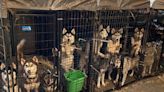 FLAGLER HUMANE SOCIETY New York State Senate approves bill to shut down puppy mill pipeline