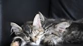 Maine Coon Kitten Littermates Refuse to Sleep Unless They're Cuddling Each Other