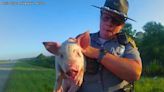 Watch: Piglet falls from transport truck on Ohio highway