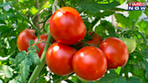 Tomato Price Hike: What's Driving The Cost? Check
