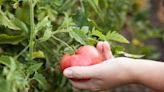 Beloved garden became a burden for SLO retiree. Here’s how she found help