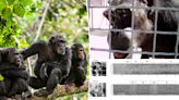 Chimpanzees appear ‘capable’ of human speech in remarkable resurfaced videos, researchers reveal