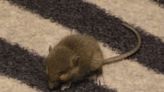 Edinburgh tourist fumes at hotel's response when he spots mouse after his shower