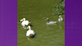 PHOTOS: Baby trumpeter swans grow to half the size of their parents at Maryland Zoo