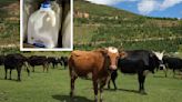 Hito histórico: China clona vacas que dan miles de litros de leche