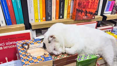 Boston's New Cat Cafe Is the 'Purrfect' Addition to Bean Town