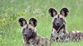 Wild Dogs Have Muscles for 'Puppy Eyes,' Suggesting the Cute Expression Did Not Evolve Just for Humans