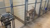 Ohio bans gas chambers for euthanasia at shelters; toughens animal protection law