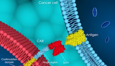 CAR-T landscape set to expand in 2024