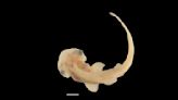 Rare access to hammerhead shark embryos reveals secrets of its unique head development