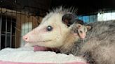 Blind Opossum Keeps Changing The World For Baby Orphans She'll Never Be Able To See