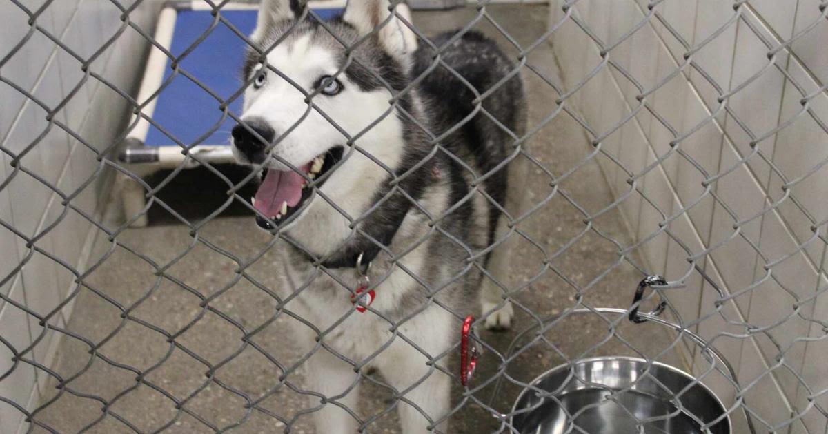 ‘We’re just stuck’: Surrendered pets and strays overwhelm Rock Springs Animal Control