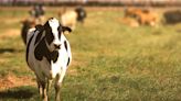 Wisconsin requires Influenza A testing prior to movement of lactating dairy cattle to fairs and exhibitions