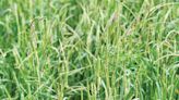 Can delayed drilling be replaced in blackgrass control programmes? - Farmers Weekly