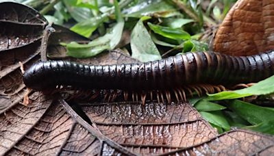 Giant millipede lost to science rediscovered in Madagascar’s jungle | CNN
