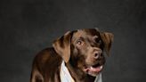 West Chester University's therapy dog "Muddy Puddles" retires