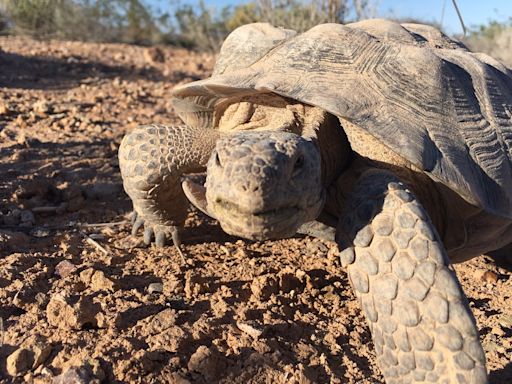 Mojave Max emerges from burrow at Las Vegas Springs Preserve