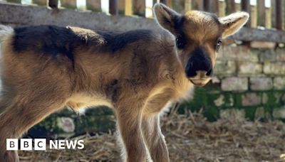 Baby reindeer welcomed at Cumbria's Walby Farm Park