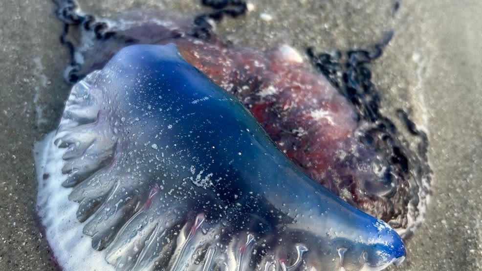 Man o' War sightings spike along Myrtle Beach shore; professor talks sting remedies