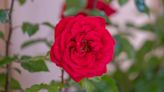 New rose dedicated to Chelsea Pensioners debuts at the 2024 Chelsea Flower Show