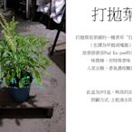 心栽花坊-打拋葉/5吋盆/香料香草藥用食用植物/售價150特價120