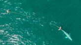Rescatistas buscan a ballena gris enredada en una red agallera en aguas del norte de California