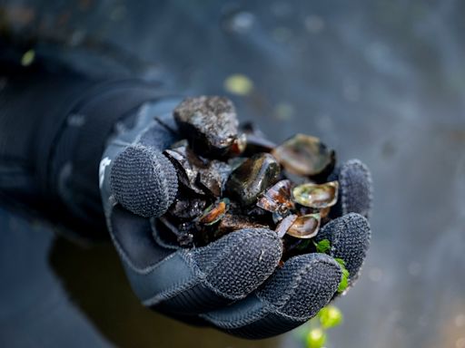 Are endangered mussel species in the Huron River? You could look.