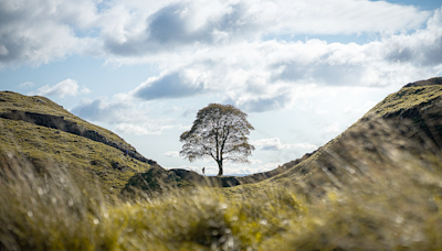 Two charged with chopping down famous tree in England