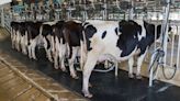 Fragments of Bird Flu Virus Found in 1 in 5 Milk Samples