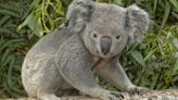 Louisville Zoo getting 2 koalas from San Diego Zoo - Louisville Business First