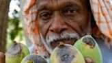 Pakistani farmer Muhammad Yusuf blames climate change for wreaking havoc on his mango crops in Tando Allahyar village
