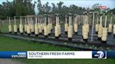 More Explores: Southern Fresh Farms
