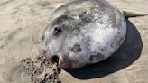 A weird 7-foot fish with a face "only a mother could love" washed ashore in Oregon – and it's rarer than experts thought