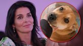 Angie Harmon Sues Deliveryman Who Shot and Killed Her Dog